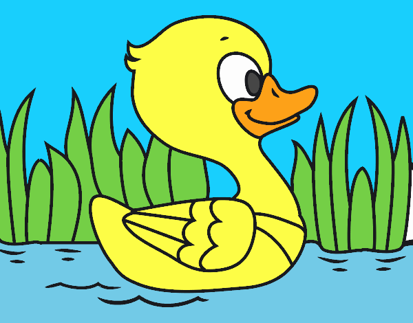 Patito de río