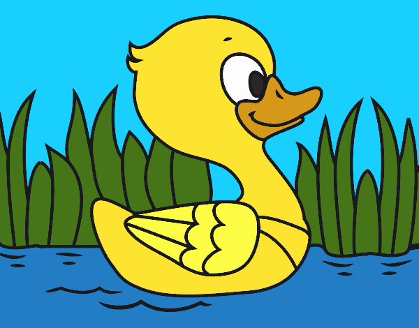 Patito de río