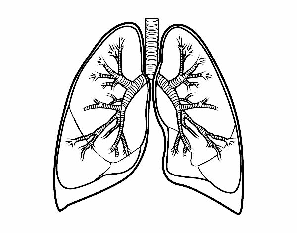 Pulmones y bronquios