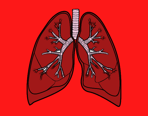 Pulmones y bronquios