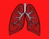 Pulmones y bronquios