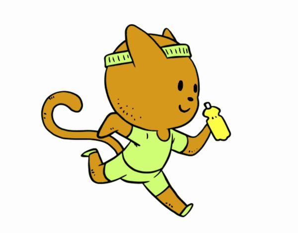 Gato runner