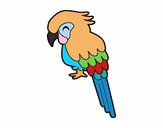 Guacamayo