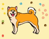 Perro Akita Inu