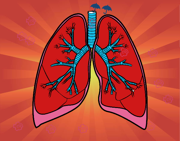 Pulmones y bronquios