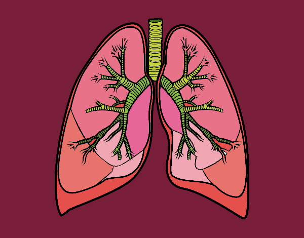 Pulmones y bronquios