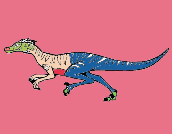 Velociraptor