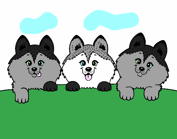 3 perritos