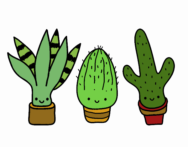 Mini cactus