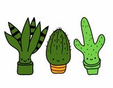 Mini cactus