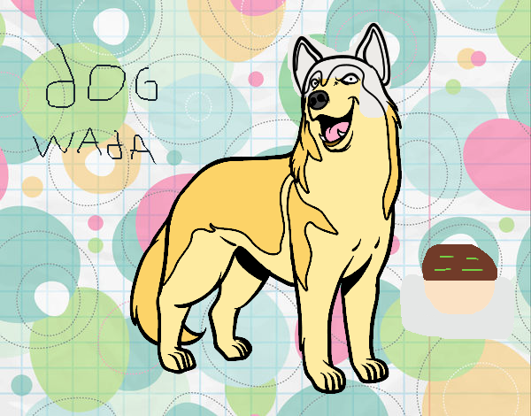 Dog Wada