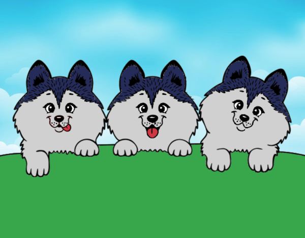 3 perritos