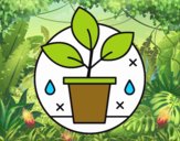 Cultivo Ecológico