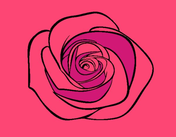 Flor de rosa