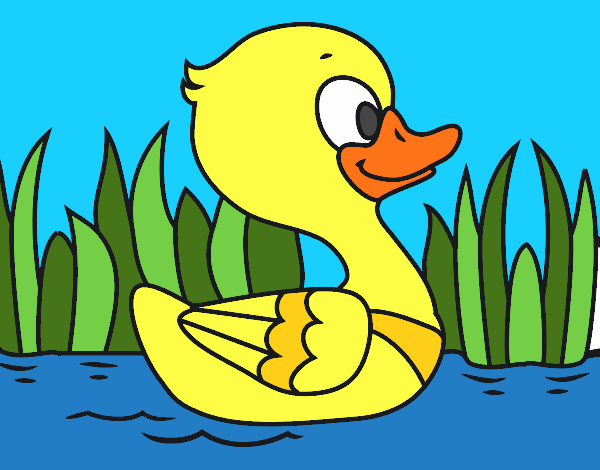 Patito de río