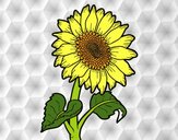 Flor de girasol