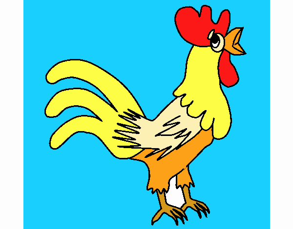 Gallo 2