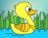 Patito de río