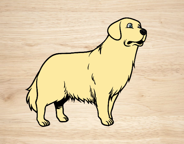 Perro Golden retriever