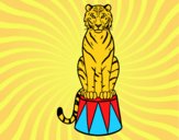 Tigre de circo