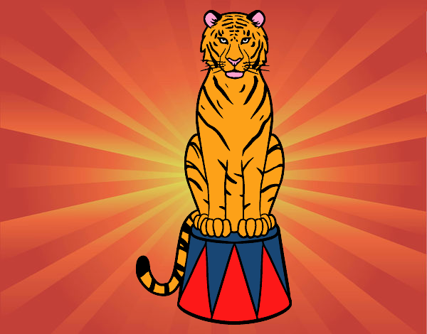 Tigre de circo