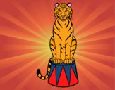 Tigre de circo