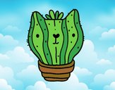 Cactus gato