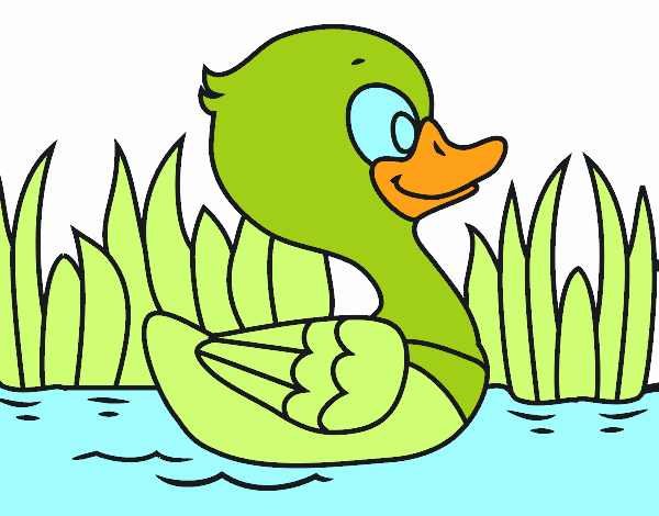 Patito de río