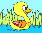 Patito de río