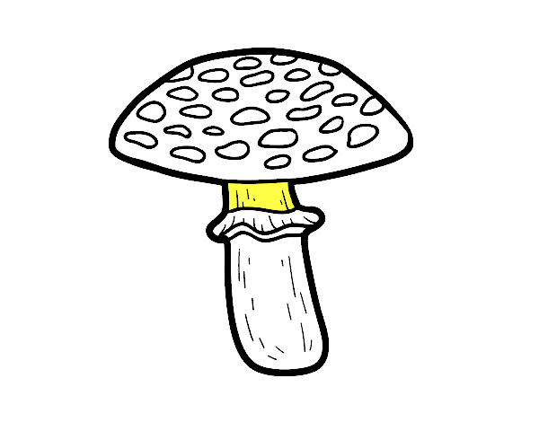 Amanita muscaria