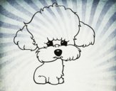 Cachorro de poodle