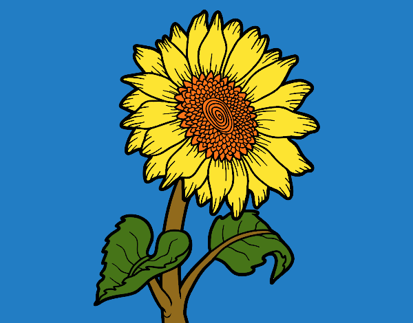 Flor de girasol