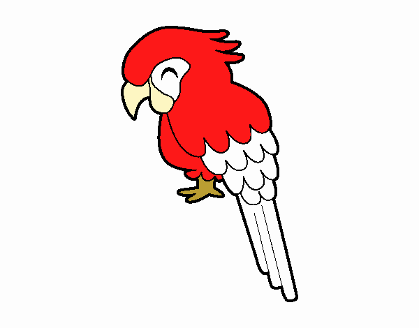 Guacamayo