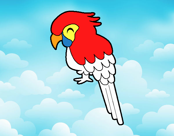 Guacamayo