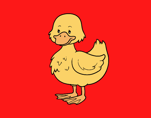 Patito de granja