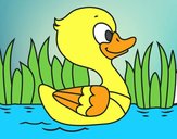 Patito de río