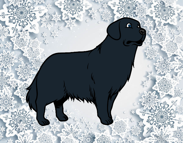 Flat Coated Retriever