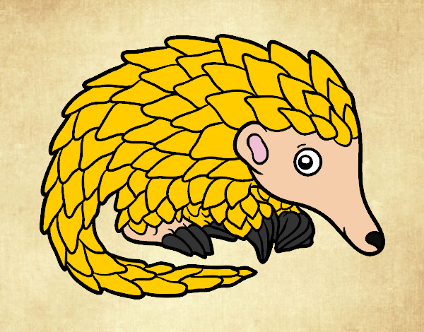 Pangolin