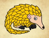 Pangolin