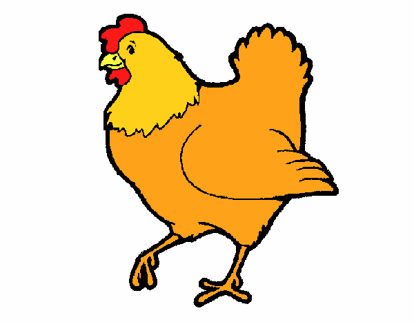 Gallina