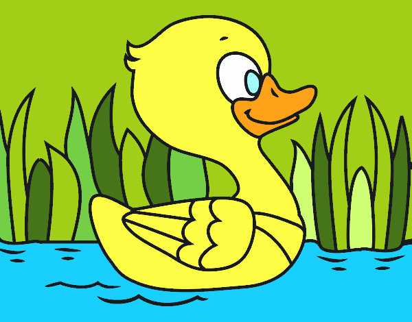 Patito de río