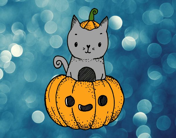 Gato para. Halloween