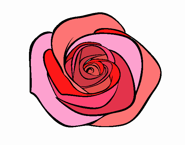 Flor de rosa