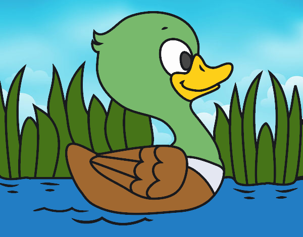 Patito de río