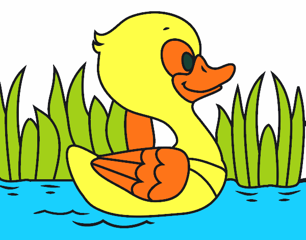 Patito de río