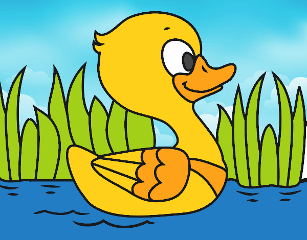 Patito de río