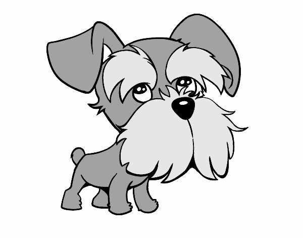 Schnauzer