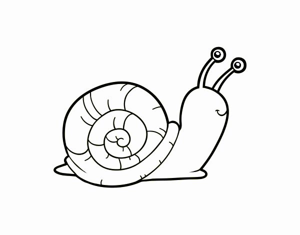 El caracol