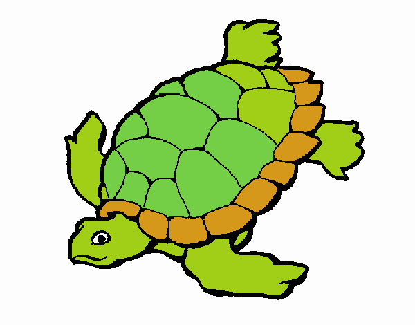 Tortuga