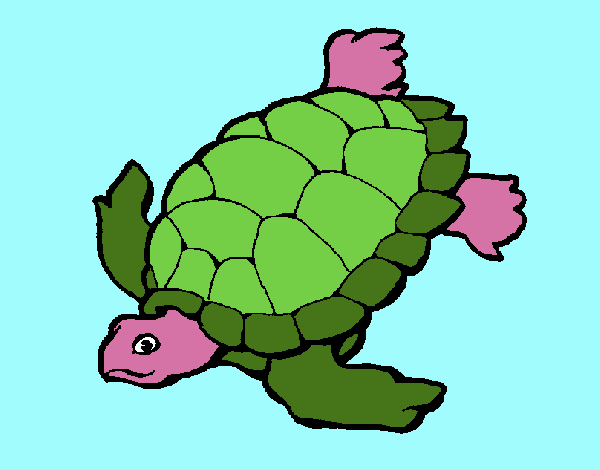 Tortuga